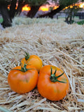Tomato, Mantilia Sadidi Samoucdok
