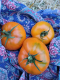 Tomato, Mantilia Sadidi Samoucdok