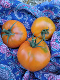 Tomato, Mantilia Sadidi Samoucdok