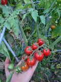 Tomato, Pomodoro Pizzutello di Paceco