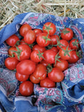 Tomato, Pomodoro Pizzutello di Paceco
