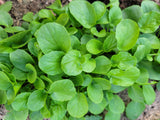 Watercress