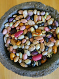Bean, Lofthouse Landrace