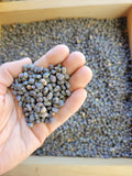 Cowpea, Charcoal Grey