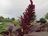 Above Average Amaranth Mix