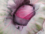 2 Color Cabbage Creation Mix