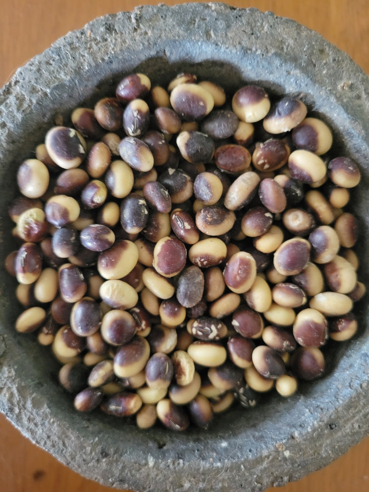 Soybean – Giving Ground Seeds