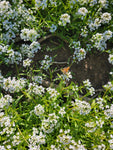 Alyssum, White