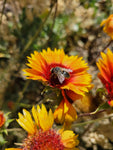 Blanketflower, Gaillardia