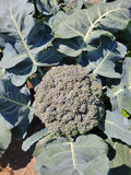 Broccoli, Umpqua