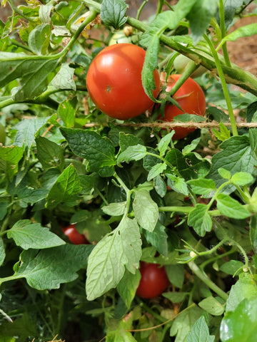 Tomato, Jagodka