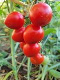 Tomato, Pendulina Red Mini Dwarf Cherry