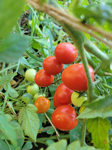 miniature tomato plant seeds Tomato, Pendulina Red Mini Cherry – Giving Ground Seeds