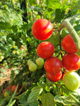 Tomato, Pendulina Red Mini Dwarf Cherry