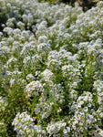 Alyssum, White