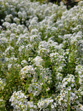 Alyssum, White