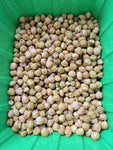 Garbanzo Bean, Pascia