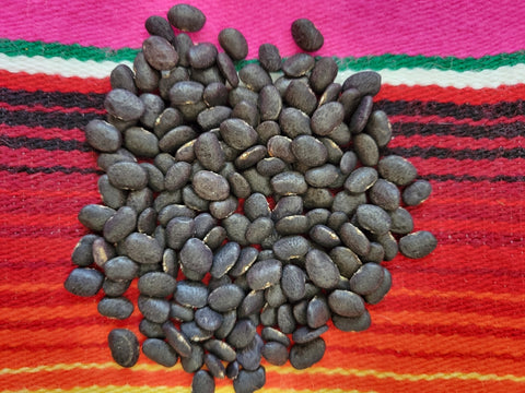 Tepary Bean, Black