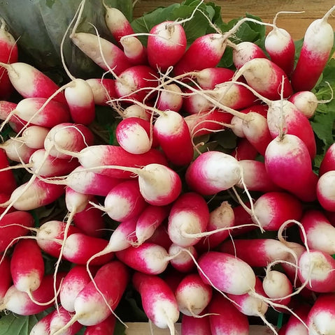 Radish, French Breakfast