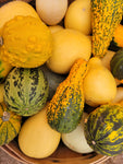 Winter Squash, Small Ornamental Gourd Mix