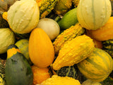 Winter Squash, Small Ornamental Gourd Mix