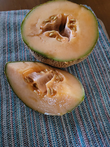 Melon, Minnesota Midget