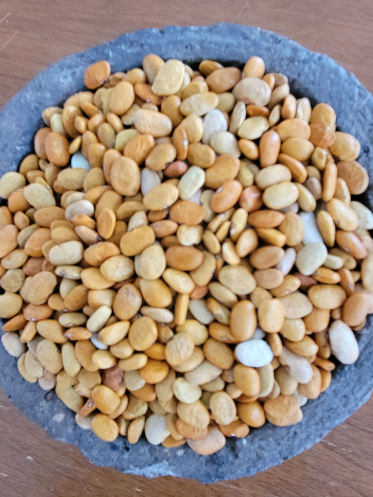 seeds santa rosa Tepary Bean, S'oam Baw Santa Rosa