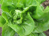 Lettuce, Baba Lisa