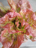 Lettuce, Bacardi