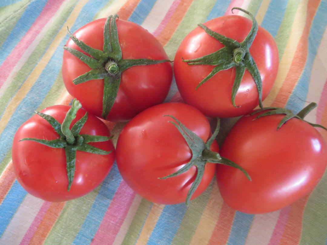 とまとページ Paste Tomatoes – Giving Ground Seeds