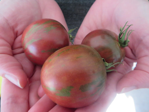 Some Like it Hot: Heat-tolerant Tomato Package – Giving Ground Seeds