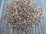 Tepary Bean, Blue Speckled