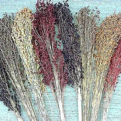 Sorghum, Mixed Colors Broom Corn
