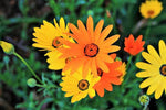 Cape Marigold, African Daisy