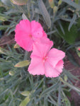 Carnations, Chabaud Picotee Fantasy Mix