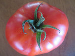 Tomato, Cosmonaut Volkov