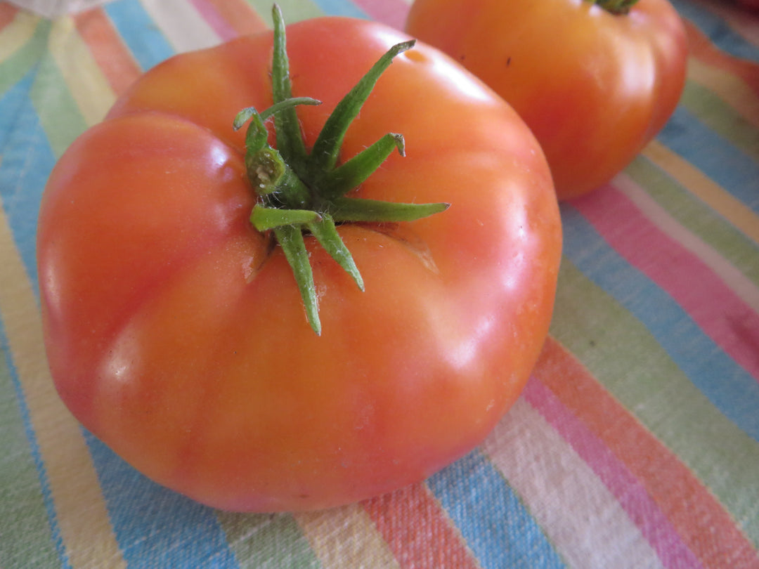 Orange and Yellow Tomatoes – Giving Ground Seeds