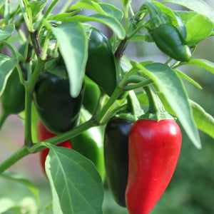Pepper, Early Jalapeno