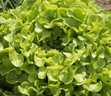 Lettuce, Feuille de Chene