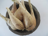Shallots, French Grey (Pre-order, Ships late August 2026)