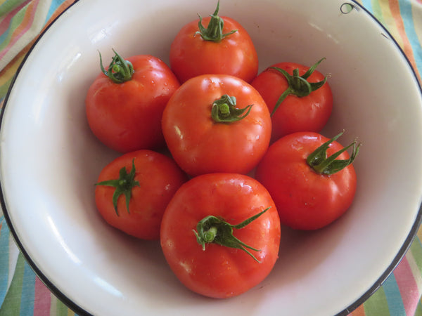 Tomato, Homestead 24 – Giving Ground Seeds