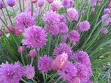 Chives, Pink