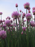 Chives, Pink