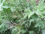 Kale, Over-wintering Mix