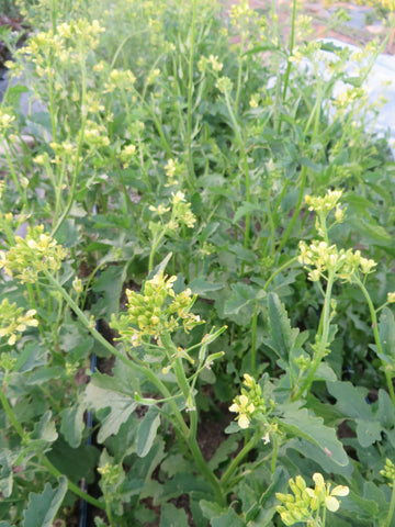 white mustard seeds for planting Mustard, White