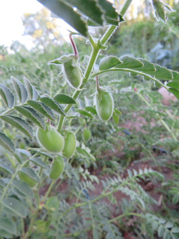 garbanzo seeds for planting Garbanzo Bean, Black Kabuli – Giving Ground Seeds