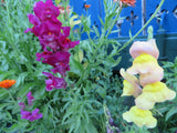 Snapdragon, Tall Mix