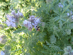 Lacy Phacelia, Bee's Friend