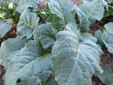 Ethiopian Kale