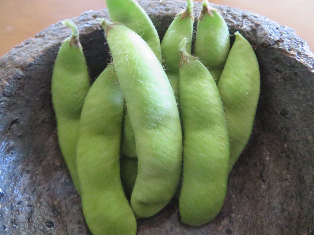 Soybean – Giving Ground Seeds